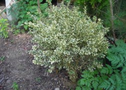 Buxus sempervirens Variegata / Tarka levelű puszpáng